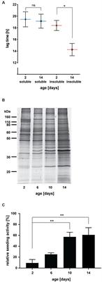 Age-Dependent Protein Aggregation Initiates Amyloid-β Aggregation